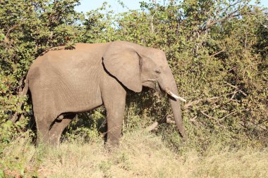 Afrikanischer Elefant / African elephant / Loxodonta africana