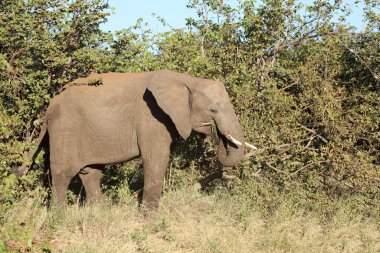 Afrikanischer Elefant / African elephant / Loxodonta africana