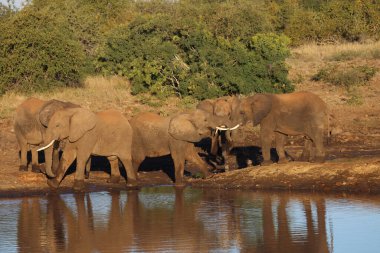 Afrikanischer Elefant / African elephant / Loxodonta africana