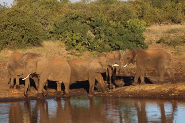 Afrikanischer Elefant / African elephant / Loxodonta africana