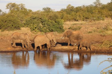 Afrikanischer Elefant / African elephant / Loxodonta africana