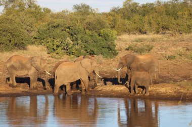 Afrikanischer Elefant / African elephant / Loxodonta africana