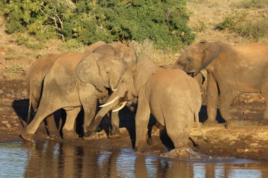 Afrikanischer Elefant / African elephant / Loxodonta africana