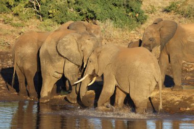 Afrikanischer Elefant / African elephant / Loxodonta africana