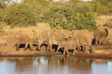 Afrikanischer Elefant / African elephant / Loxodonta africana