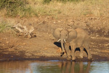 Afrikanischer Elefant / African elephant / Loxodonta africana
