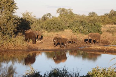 Afrikanischer Elefant / African elephant / Loxodonta africana