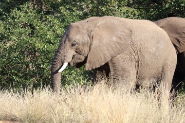 Afrikanischer Elefant / African elephant / Loxodonta africana
