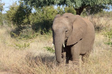 Afrikanischer Elefant / African elephant / Loxodonta africana