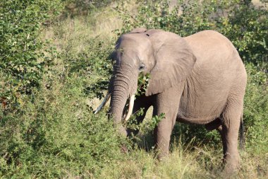 Afrikanischer Elefant / African elephant / Loxodonta africana