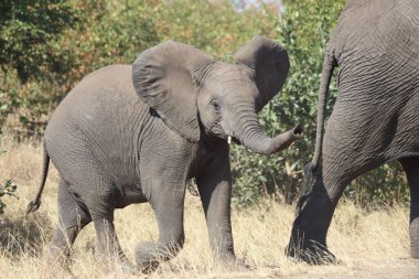 Afrikanischer Elefant / African elephant / Loxodonta africana