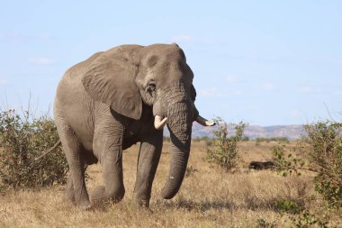 Afrikanischer Elefant / African elephant / Loxodonta africana