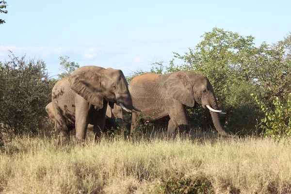 Afrikanischer Elefant African Elephant Loxodonta Africana — 스톡 사진