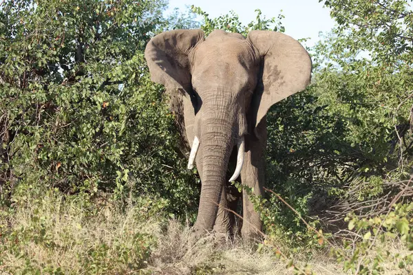 Afrikanischer Elefant African Elephant Loxodonta Africana — Foto de Stock