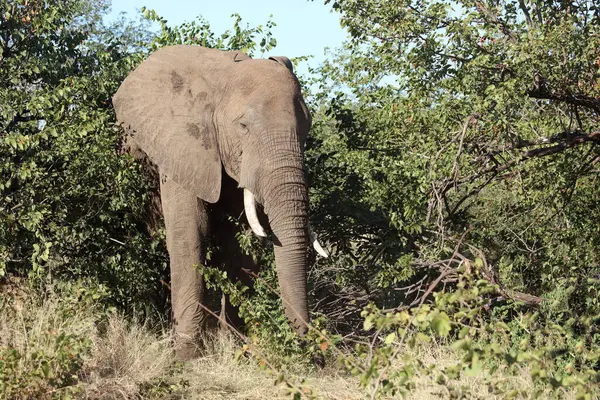 Afrikanischer Elefant African Elephant Loxodonta Africana — стокове фото