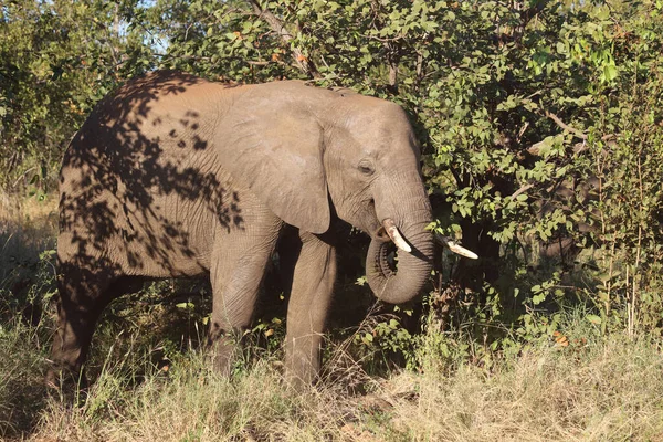 Afrikanischer Elefant African Elephant Loxodonta Africana — 图库照片