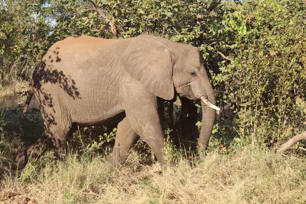 Afrikanischer Elefant African Elephant Loxodonta Africana — 图库照片