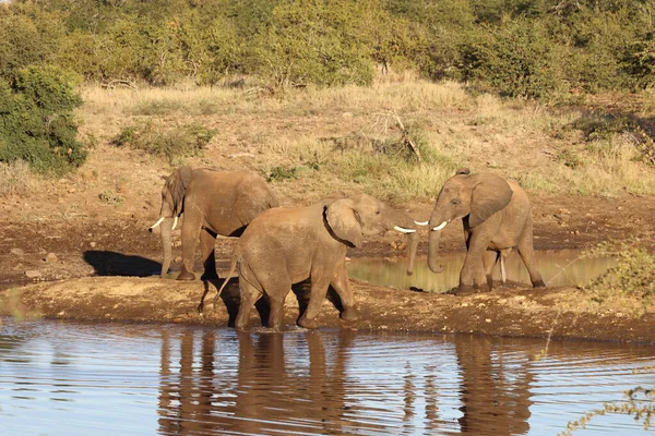 Afrikanischer Elefant African Elephant Loxodonta Africana — 스톡 사진