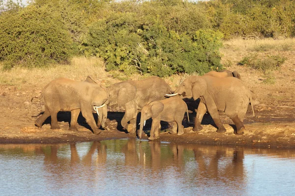 Afrikanischer Elefant African Elephant Loxodonta Africana — 스톡 사진