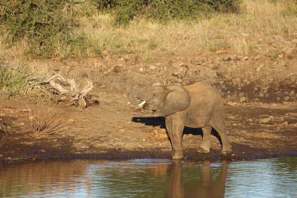 Afrikanischer Elefant African Elephant Loxodonta Africana — 스톡 사진