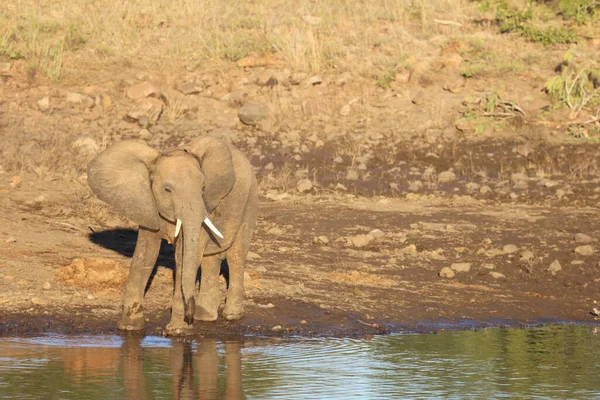 Afrikanischer Elefant African Elephant Loxodonta Africana — 스톡 사진