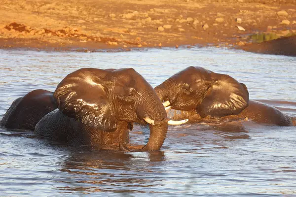 Afrikanischer Elefant Αφρικανικός Ελέφαντας Loxodonta Africana — Φωτογραφία Αρχείου