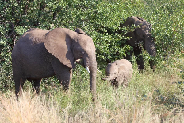 Afrikanischer Elefant African Elephant Loxodonta Africana — 图库照片