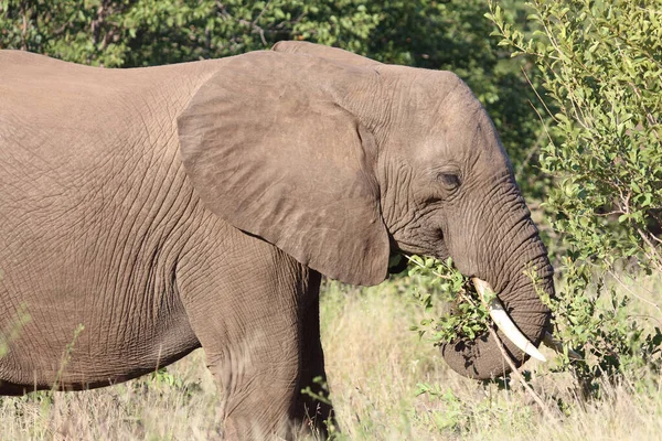Afrikanischer Elefant Αφρικανικός Ελέφαντας Loxodonta Africana — Φωτογραφία Αρχείου