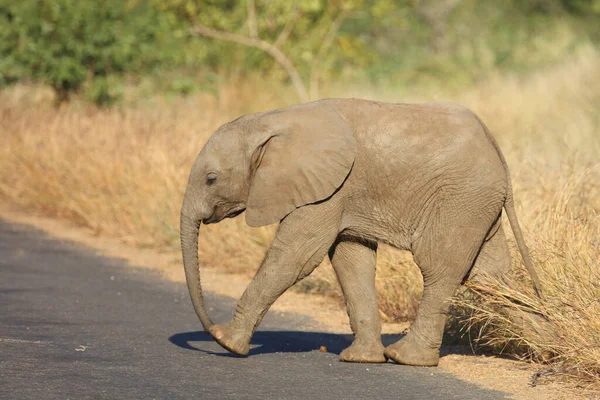 Afrikanischer Elefant African Elephant Loxodonta Africana — 스톡 사진