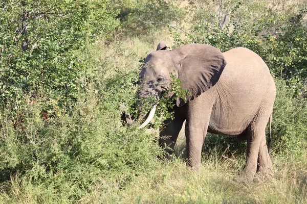 Afrikanischer Elefant African Elephant Loxodonta Africana — Stock fotografie