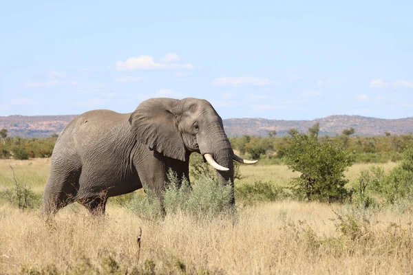 Afrikanischer Elefant African Elephant Loxodonta Africana — стокове фото