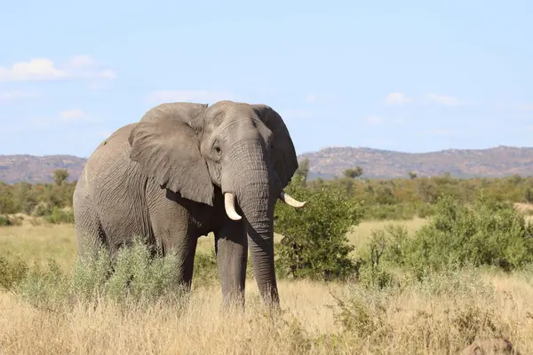 Afrikanischer Elefant African Elephant Loxodonta Africana — стокове фото