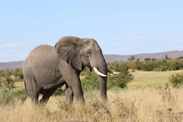 Afrikanischer Elefant African Elephant Loxodonta Africana — стокове фото