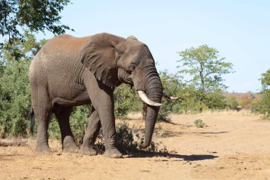 Afrikanischer Elefant / African elephant / Loxodonta africana