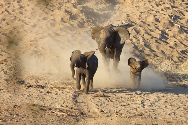 Afrikanischer Elefant Αφρικανικός Ελέφαντας Loxodonta Africana — Φωτογραφία Αρχείου