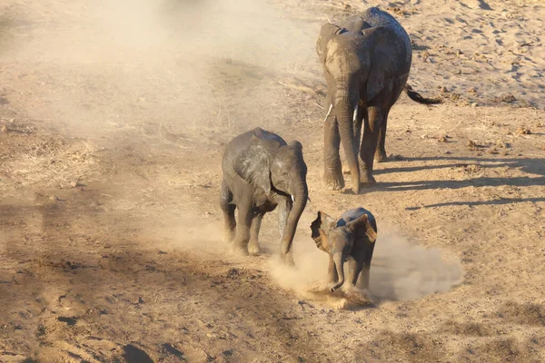 Afrikanischer Elefant Αφρικανικός Ελέφαντας Loxodonta Africana — Φωτογραφία Αρχείου