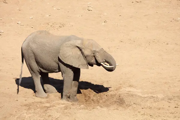Afrikanischer Elefant African Elephant Loxodonta Africana —  Fotos de Stock
