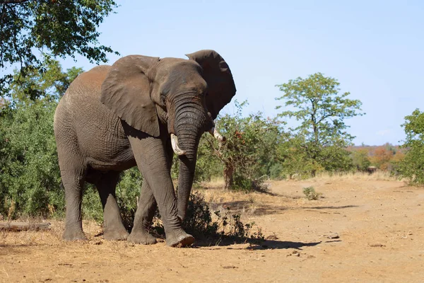 Afrikanischer Elefant African Elephant Loxodonta Africana — 图库照片