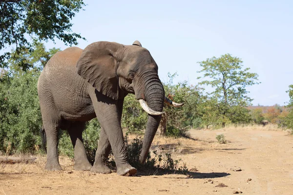 Afrikanischer Elefant African Elephant Loxodonta Africana — 스톡 사진