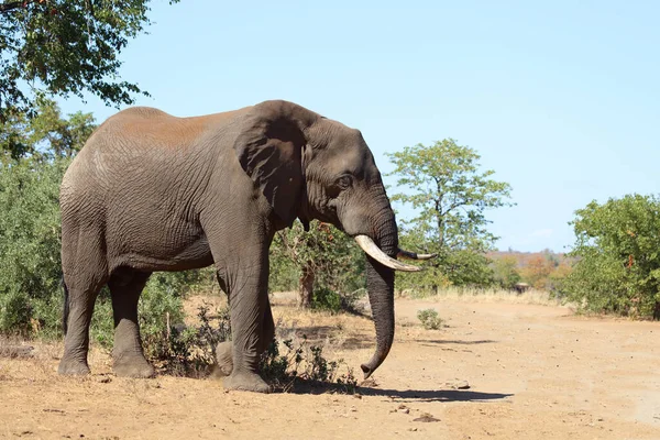 Afrikanischer Elefant African Elephant Loxodonta Africana — Foto de Stock