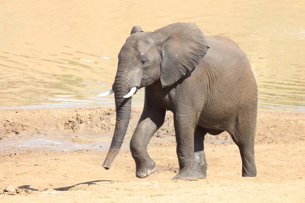 Afrikanischer Elefant African Elephant Loxodonta Africana — 스톡 사진