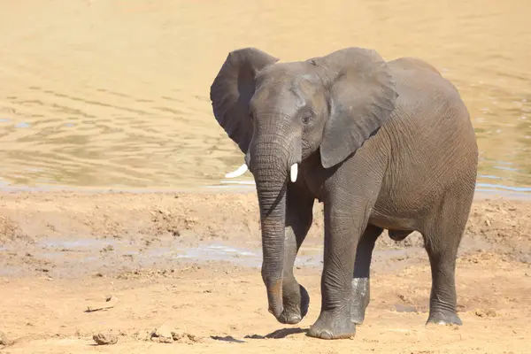 Afrikanischer Elefant African Elephant Loxodonta Africana —  Fotos de Stock