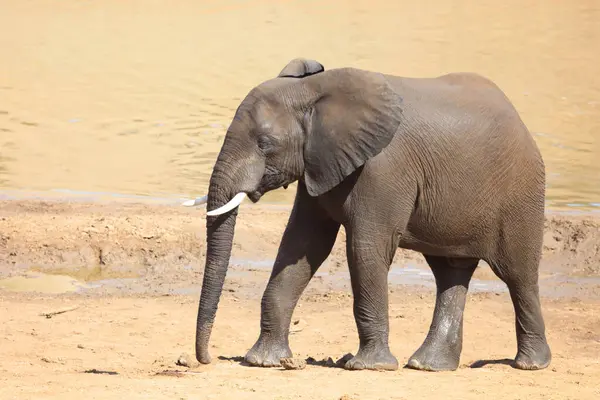 Afrikanischer Elefant African Elephant Loxodonta Africana — 스톡 사진