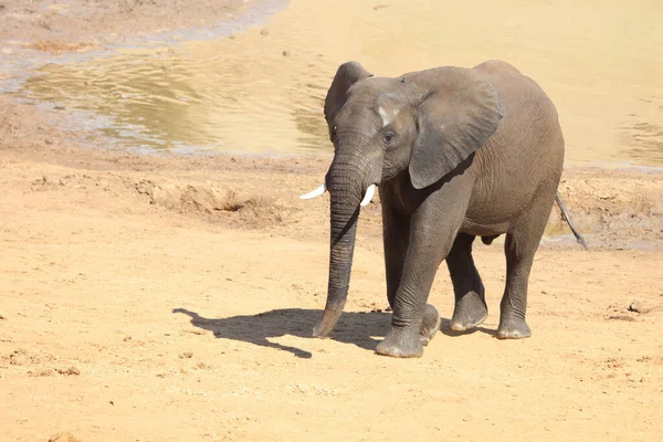 Afrikanischer Elefant African Elephant Loxodonta Africana —  Fotos de Stock