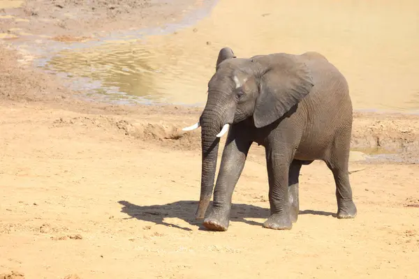 Afrikanischer Elefant African Elephant Loxodonta Africana — 스톡 사진