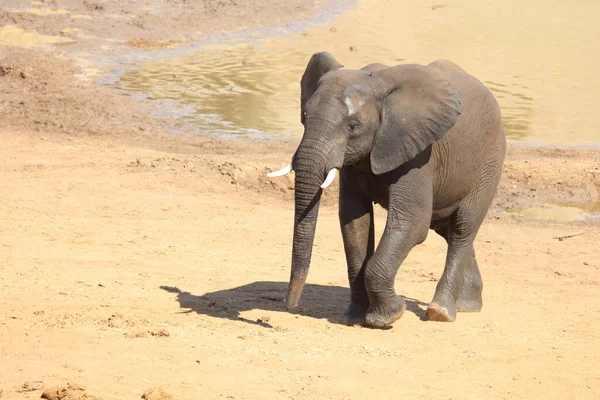 Afrikanischer Elefant African Elephant Loxodonta Africana —  Fotos de Stock