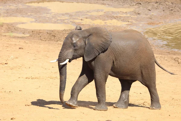 Afrikanischer Elefant African Elephant Loxodonta Africana —  Fotos de Stock