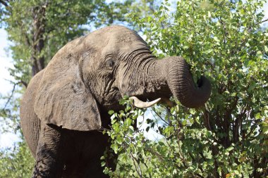 Afrikanischer Elefant / African elephant / Loxodonta africana