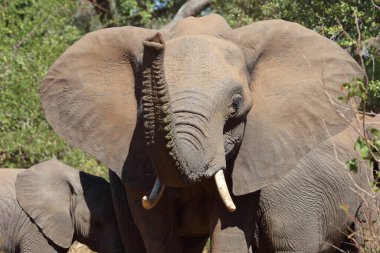 Afrikanischer Elefant / African elephant / Loxodonta africana
