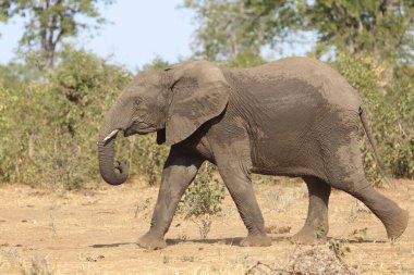 Afrikanischer Elefant / African elephant / Loxodonta africana